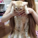 平日デザートビュッフェ♡同行者募集