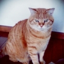 飼い主さんがお留守の間のペットのお留守番をお手伝いします