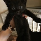 6月27日で、3ヶ月の子猫です