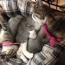 小さな３兄妹