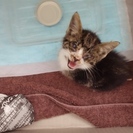 急募！のら子猫、保護。ペット飼育不可の住宅につき急募！