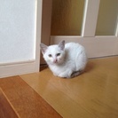 近所の野良が子猫を産んで連れて来るようになりました。里親になって...