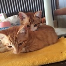 可愛い子猫2匹