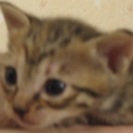 子猫(メス)の里親募集です