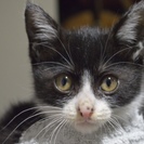 お鼻の模様がかわいい白黒くんの里親様募集です