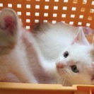 子猫3姉妹の里親募集です
