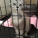 里親さんを探しています☆