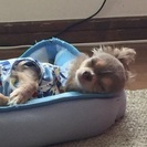 どうか、大切にしてやって下さい。お願いします。