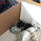 カラスに襲われてた子猫