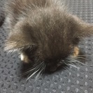 カラスに襲われてた子猫 - 猫