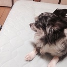 ブルーマールの3歳のチワワ♂と♀。とてもおとなしいです。 - 朝霞市