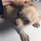 里親さんの募集します