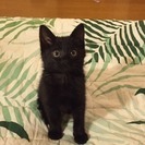 かわいい仔猫ちゃんの里親さんを探しています