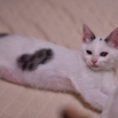 お腹にハート模様がある子猫です❤️