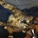 保護猫　メス生後2ヶ月