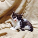 2ヶ月のオスの子猫 里親募集中です！