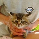 子猫♡長毛の茶系キジトラ(?)ちゃん