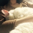 穏やかで優しい真っ白な幸運を呼ぶ美猫ホワくん - 猫