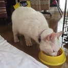 穏やかで優しい真っ白な幸運を呼ぶ美猫ホワくん − 東京都