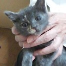 生後約二ヶ月の子猫