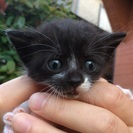 ひょうきんな短尻尾の子猫です
