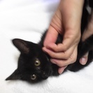 黒猫　　3ヵ月位　　女の子　(^^♪