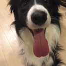 賢いボーダーコリー！お力添えをください。