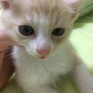 茶白♀ 生後1ヶ月半