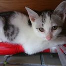 家族募集！元気な子猫です。