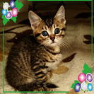 かわいい子猫の里親募集！！