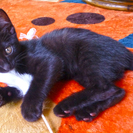 子猫（黒猫）の里親募集