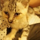 里親募集中☆生後2か月位のキジトラの子猫♀