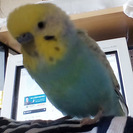 ★☆セキセインコ　里親募集