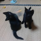 やんちゃで甘えん坊の子猫さしあげます！