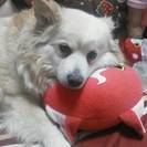 犬を保護しています。