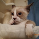 わんぱく子猫♀里親募集！