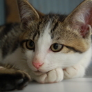 のんびり猫ちゃん   シロスケ　　オス