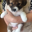 生後１ヶ月ちょっとの仔犬メス5匹保護しております！