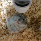 ハムスターの里親さん探してます* - 岡崎市
