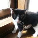 八割れMIXの元気な子猫の里親募集中！