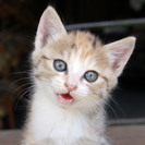 5月生まれの元気な小猫です