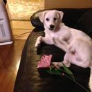 この子の親になってあげてください - 犬