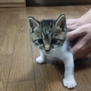 子猫の里親、募集再開します。