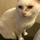 白猫の里親募集