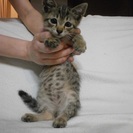 子猫の里親を募集しています。