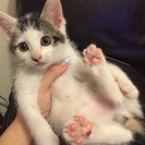 かつらの様な模様の仔猫