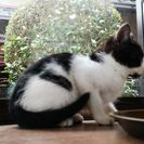推定５月中旬生まれ アゴ髭の可愛い元気坊や - 猫