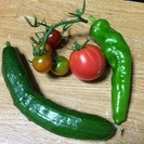 初心者です！プランター野菜栽培仲間募集！お師匠さんも大募集！