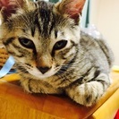 生後3ヶ月甘えん坊猫ちゃん♂