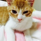 生後3ヶ月かわいい猫ちゃん♂